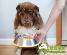 饲喂老龄犬的10条建议