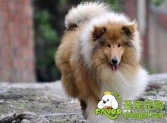 宠物狗冬季美容小贴士