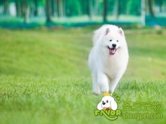 狗关节止疼的用药经验