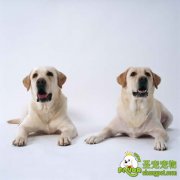 狗狗交配时的注意事项及步骤