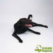 生长期犬的生长发育的三大要点