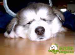 注意观察爱犬的身体状况