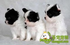 初生的狗狗前几月的养护方法