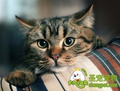 怎样为猫咪选择一个良好的玩伴