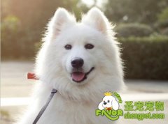 训练狗狗叼回飞盘七大要素