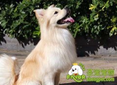 重视对幼犬的基本调教方法