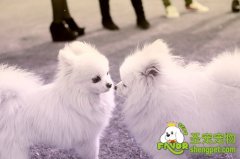 狗狗什么时候交配比价适宜