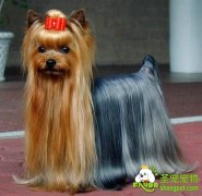 注意防治狗狗的流产