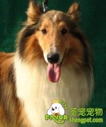 饲养柯利牧羊犬会遭遇到的问题