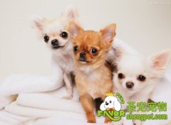 训练吉娃娃基本动作的方法