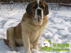 怎样训练圣伯纳犬