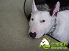 训练牛头梗犬握手的方法