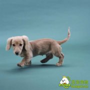 如何做好幼犬的安全问题