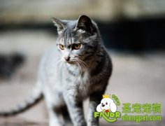 防止猫猫乱抓沙发的方法