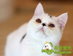 带猫咪出游的方法