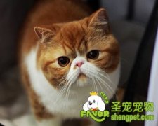 猫咪喜欢你的十个表现