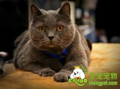 给猫咪美容的好处