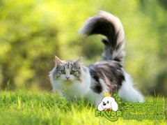 训练猫咪需要跟它斗智斗勇