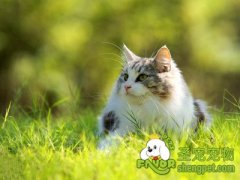 让猫室内生活快乐的方法