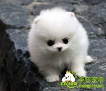 狗狗异嗜病的诊断和防治方法