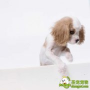 如何优质进行选种与选配