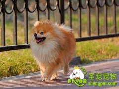 怎样挑选适合训练的幼犬