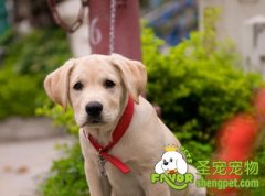 训练狗狗学会送东西