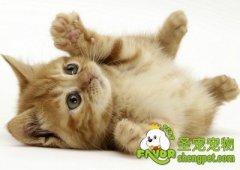 怎样训练猫对家里的破坏