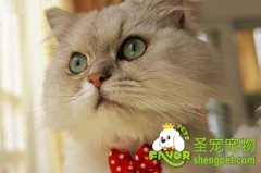 给短毛猫清理毛发里的污垢