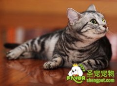 火鸡三文鱼拌猫粮