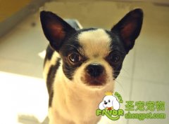 训练狗狗自愿佩戴牵引绳