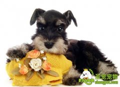 防止狗狗误食东西导致的口炎、咽炎和食道梗塞