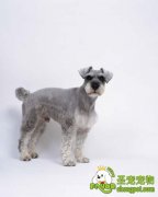 雪纳瑞交配繁殖的简单分析