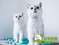 训练温顺猫咪的方法