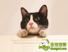 训练宠物猫良好饮食习惯的方法