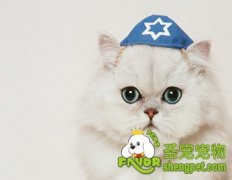 护理宠物猫咪毛皮的好处