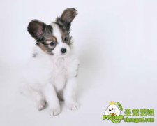 在宠物店怎样挑选一只好的狗狗