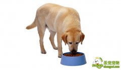 让狗狗高兴的14件事