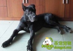 如何纠正大丹犬挑食