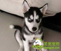 怎么喂养哈士奇