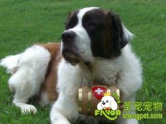 圣伯纳犬喜欢什么玩具