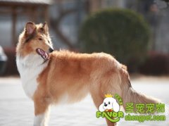 怎样让给苏格兰牧羊犬安静下来