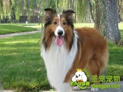 怎样训练苏格兰牧羊犬握手