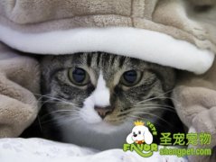 给猫咪剃毛需要准备什么