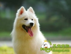 狗狗被毛的食疗养护方法