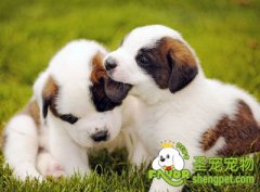 如何制止圣伯纳犬乱咬东西