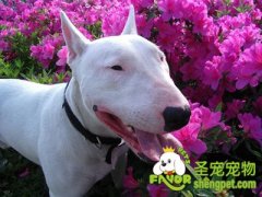 训练牛头梗拒食的方法