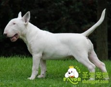 痴呆症的表现及治疗方法