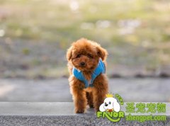 给狗狗开毛接的方法及注意事项