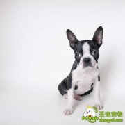 狗狗肝炎疾病的诊断和治疗方法